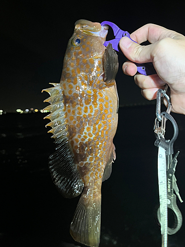 アコウの釣果