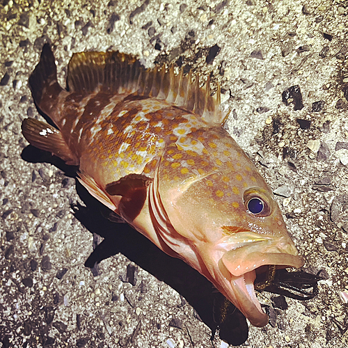 アコウの釣果