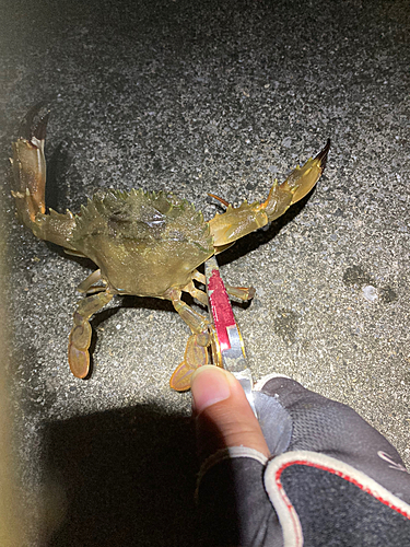 カニの釣果