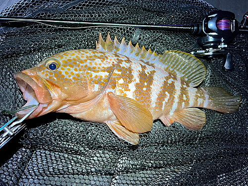 アコウの釣果