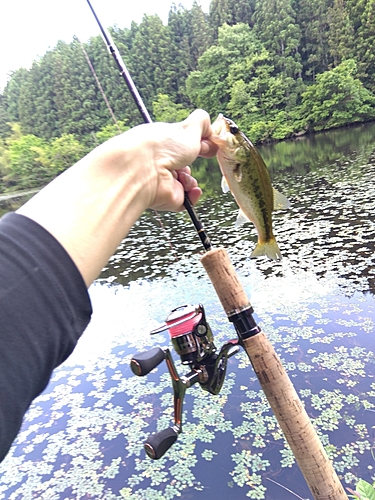 ブラックバスの釣果