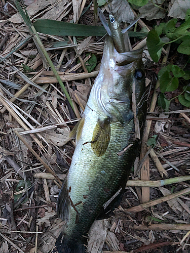 ラージマウスバスの釣果