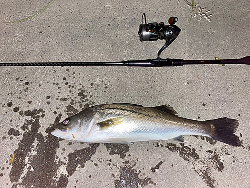 シーバスの釣果