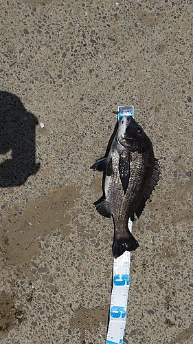 クロダイの釣果