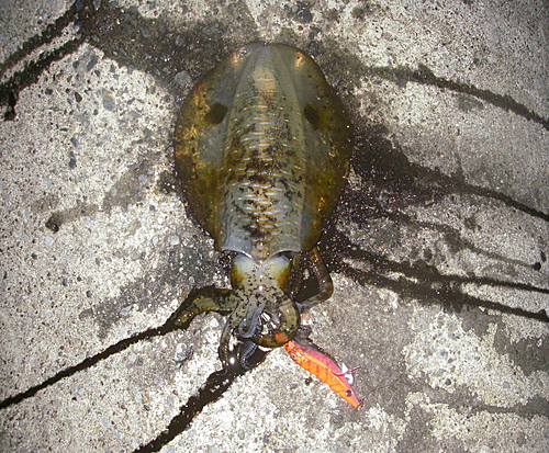 タイの釣果