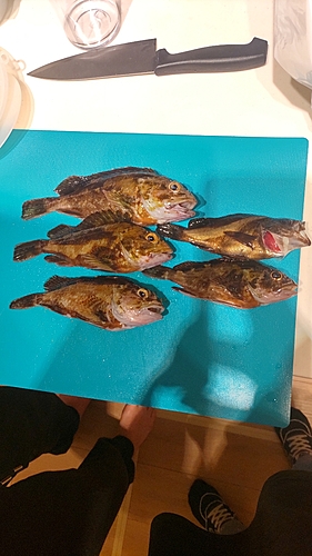 カサゴの釣果