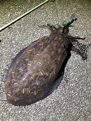 モンゴウイカの釣果