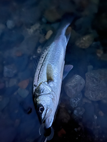 セイゴ（マルスズキ）の釣果