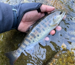 ヤマメの釣果