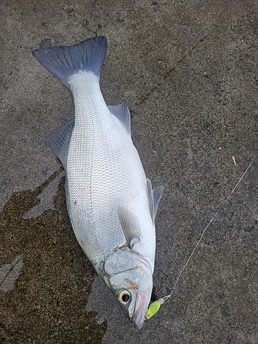 ヒラスズキの釣果