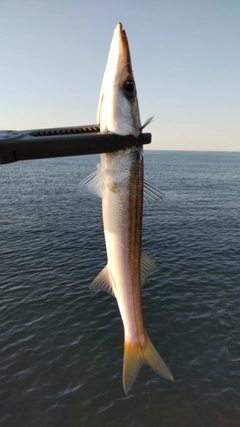 カマスの釣果