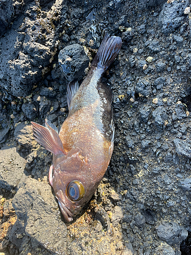 メバルの釣果