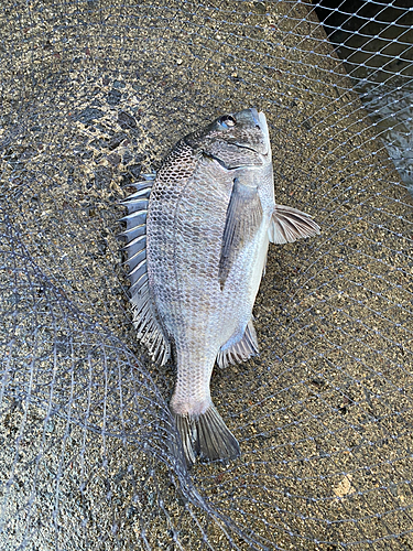 クロダイの釣果