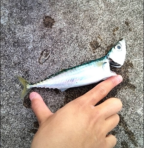 サバの釣果