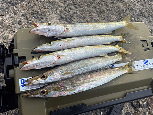 カマスの釣果