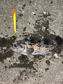 クロソイの釣果