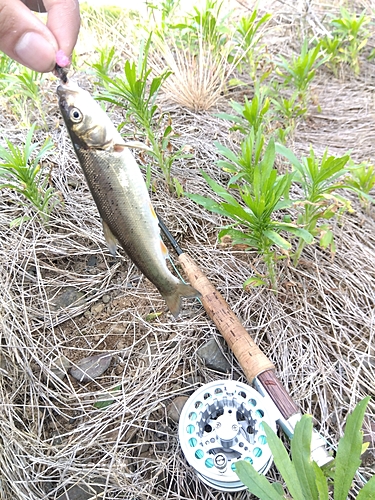 ウグイの釣果