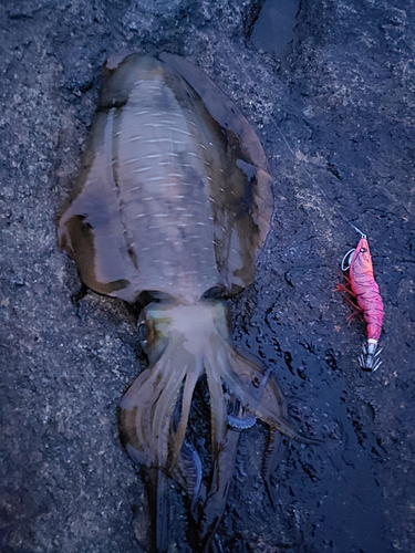 アオリイカの釣果