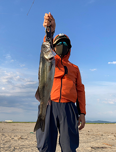 スズキの釣果