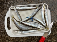 カマスの釣果