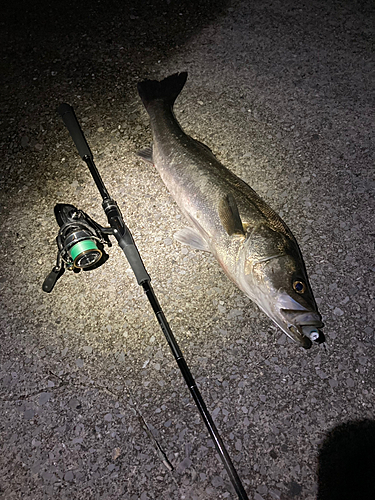 シーバスの釣果