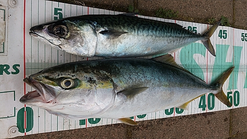 イナダの釣果