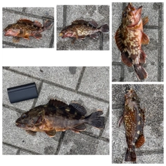 ガシラの釣果