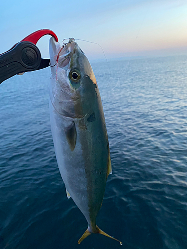 イナダの釣果