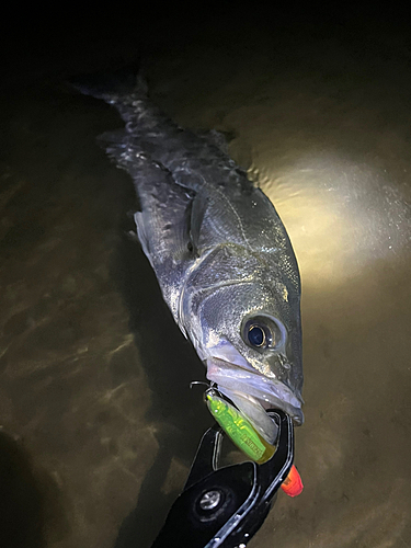 スズキの釣果