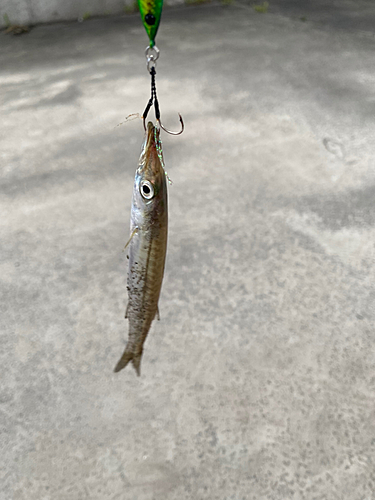 カマスの釣果