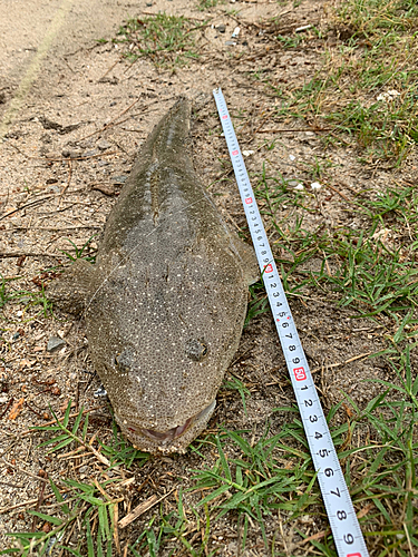 マゴチの釣果