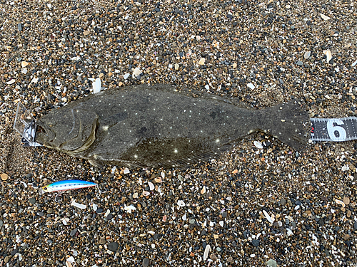 ヒラメの釣果