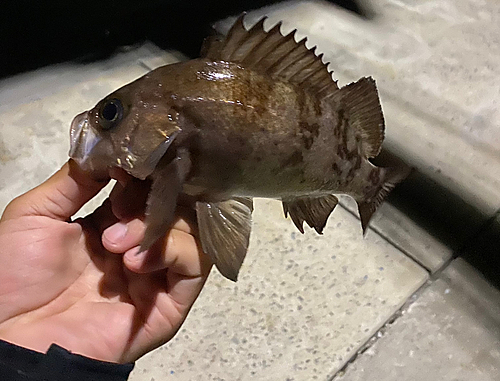 メバルの釣果