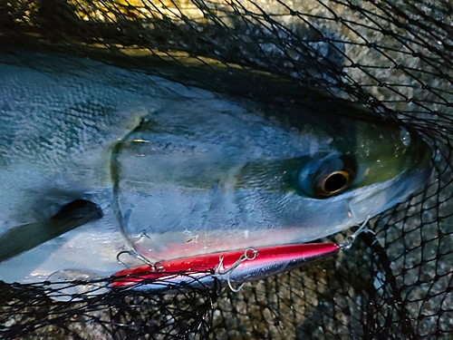 メジロの釣果