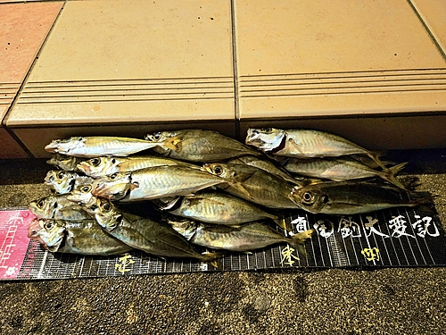 マアジの釣果