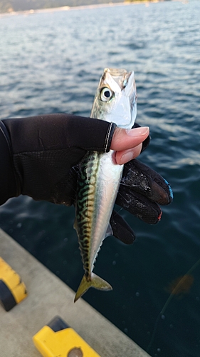 サバの釣果