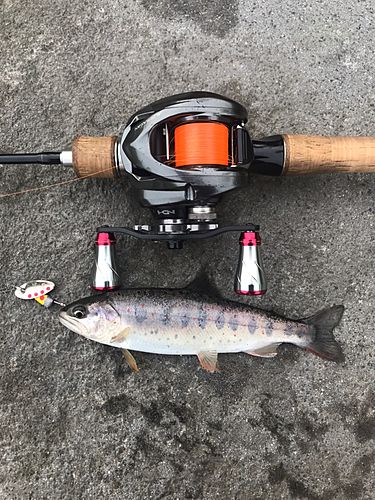 アマゴの釣果