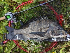 クロダイの釣果