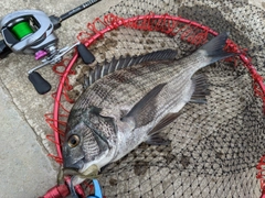 クロダイの釣果