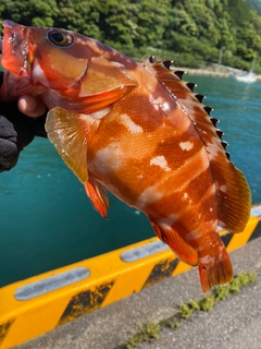 アカハタの釣果