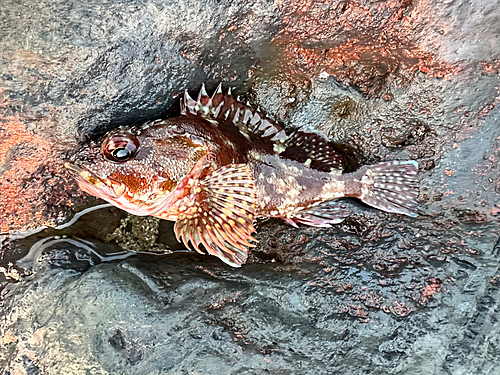 カサゴの釣果