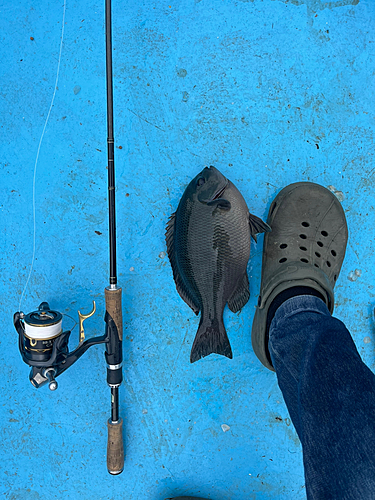 クチブトグレの釣果