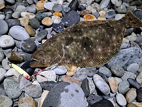 ヒラメの釣果