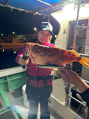 ウッカリカサゴの釣果