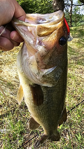 ラージマウスバスの釣果