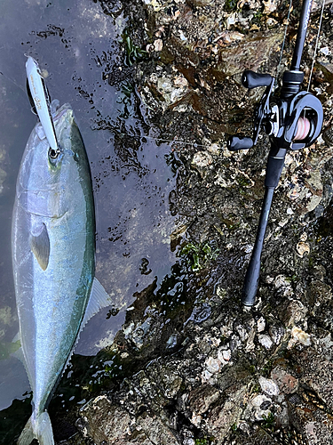 メジロの釣果