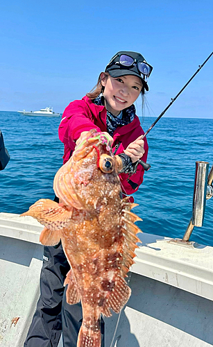 ウッカリカサゴの釣果