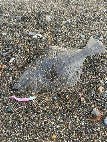 ヒラメの釣果