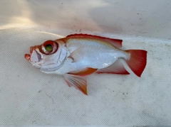 ホウセキキントキの釣果