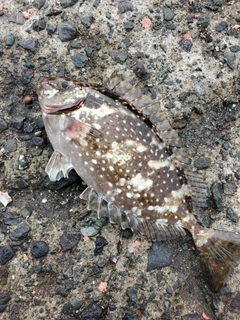 アイゴの釣果